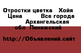 Отростки цветка  “Хойя“ › Цена ­ 300 - Все города  »    . Архангельская обл.,Пинежский 